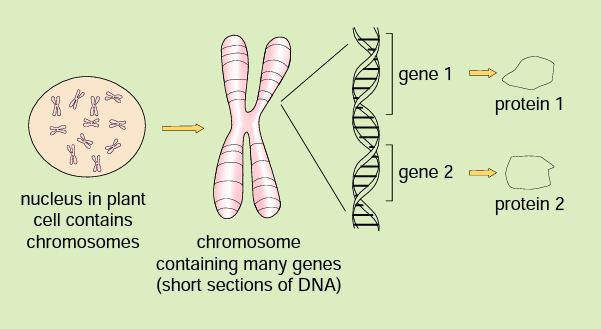 8.2 Mendelian Genetics and Plant Breeding