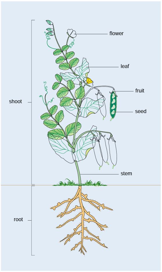 2.2 Centres of Origin and Plant Domestication