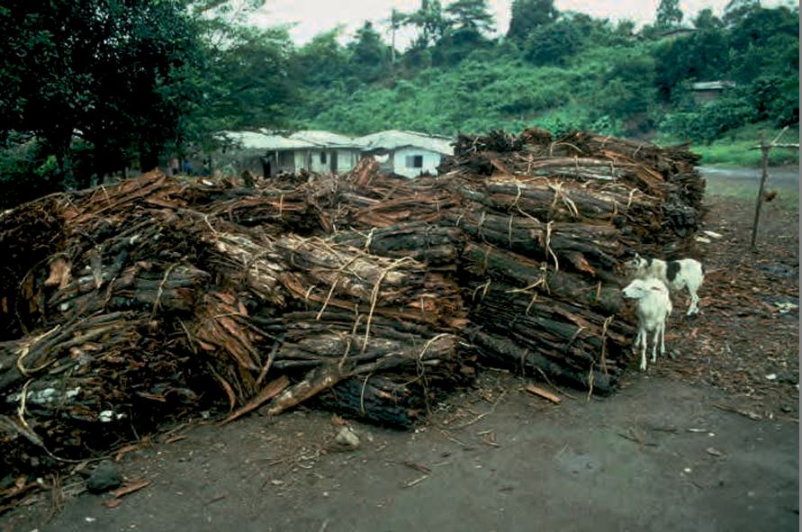 large piles of illegally harvested cherry bark