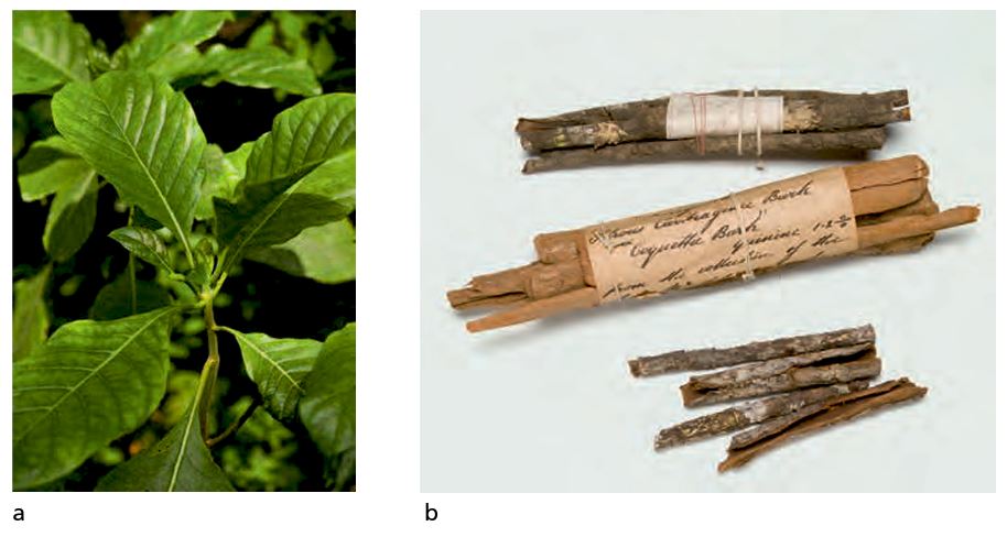 tree bark used as a malaria treatment