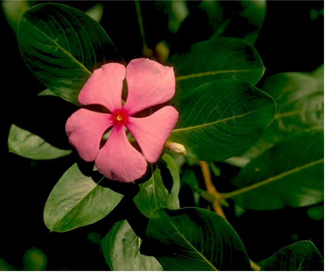 Madagascar periwinkle flower, used for treating childhood leukemia