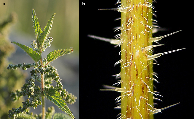 Nettle plant with needles, Urtica diotica