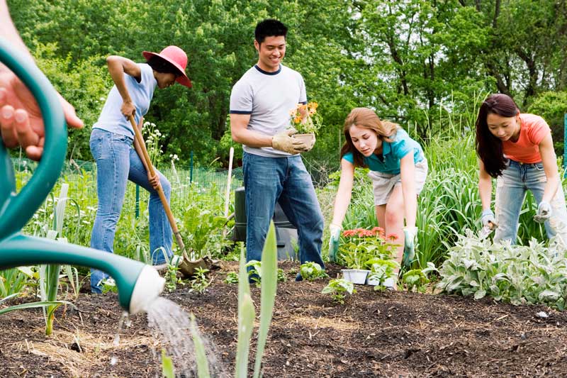 Four people planting flowers and plants in garden