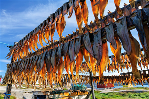 Racks of drying fish in northern community