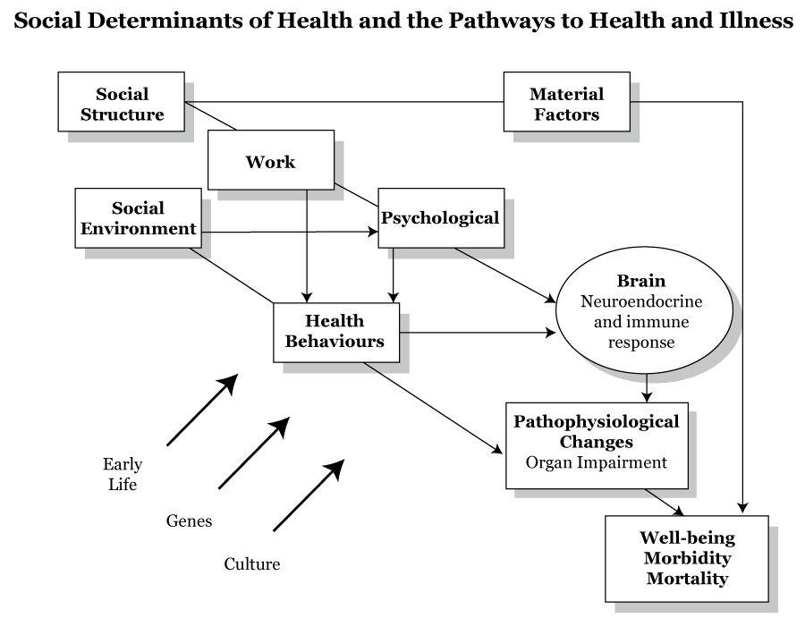 Shows how the organization of society influences the living and working conditions we experience that then go on to shape health.
